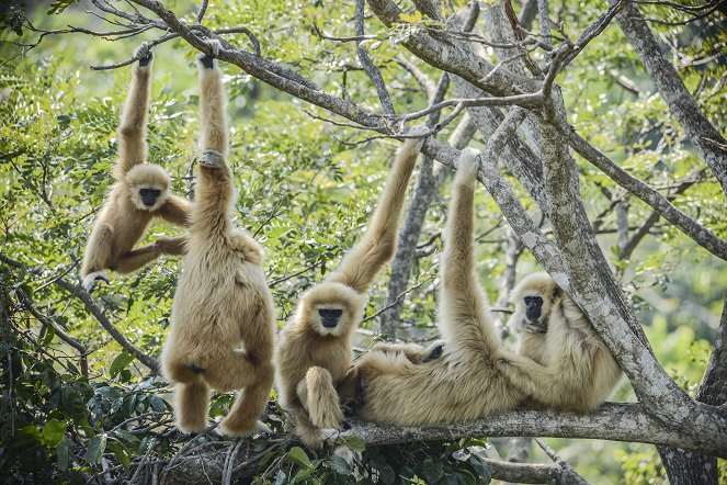 A majmok családfája - Filmfotók