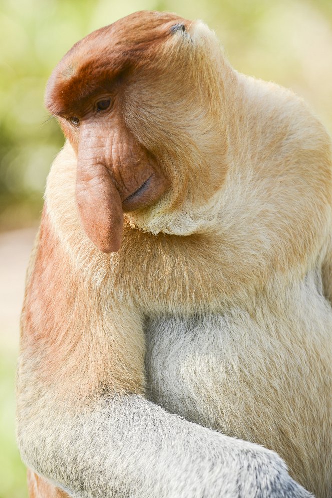 Affen – Eine faszinierende Tierfamilie - Filmfotos
