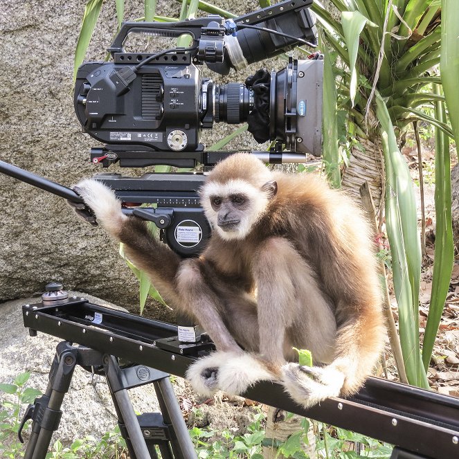 Monkeys: An Amazing Animal Family - Van film