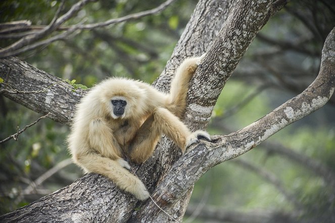 Monkeys: An Amazing Animal Family - Photos