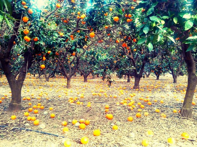 Orange Trees - De filmagens