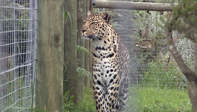 Am Kap der wilden Tiere - Schnuppertraining für den Leoparden - Filmfotók