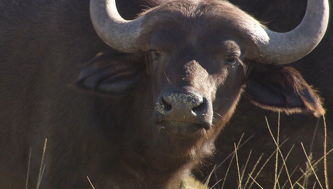 Am Kap der wilden Tiere - Ultraschall bei einem Büffel - Filmfotók