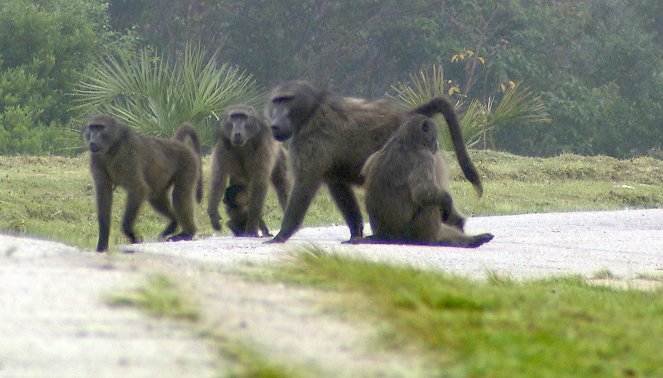 Am Kap der wilden Tiere - Tödliche Gefahr für die Paviane - Photos