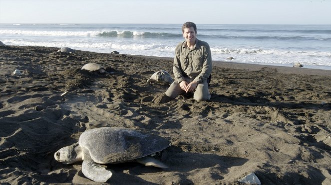 The Nature of Things: Turtle Beach - De la película