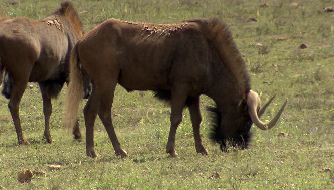 Am Kap der wilden Tiere - Der Antilopen-Transport - Filmfotók
