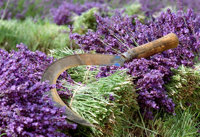 Der Duft der Provence - Trüffelhunde und Lavendel - Filmfotos
