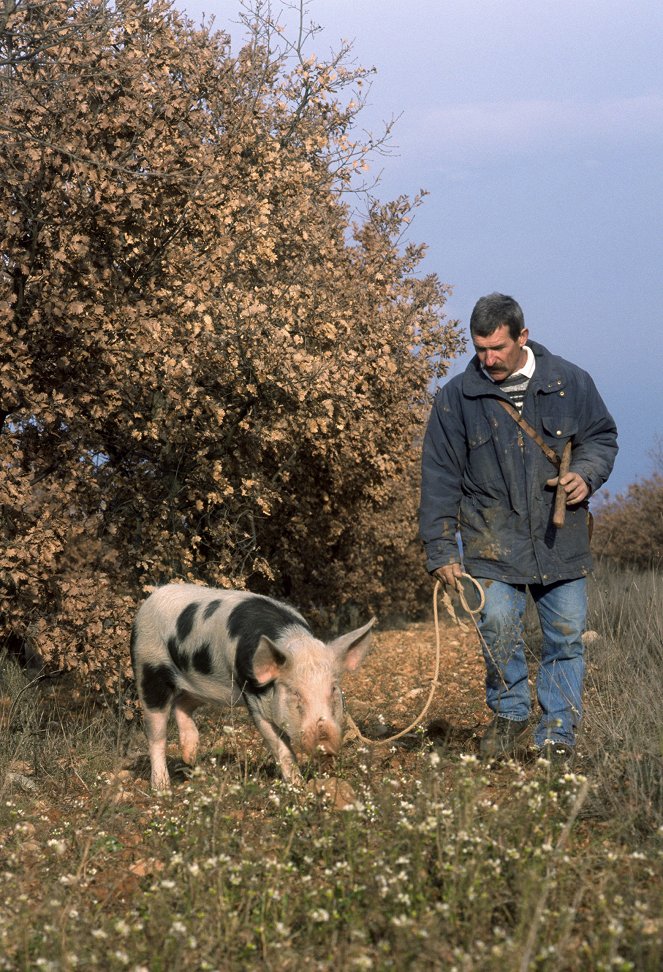 Der Duft der Provence - Trüffelhunde und Lavendel - Kuvat elokuvasta