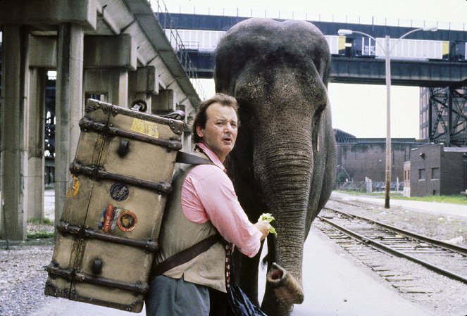 Un éléphant sur les bras - Film - Bill Murray