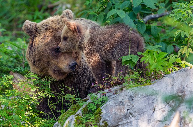 A medvék visszatérése - Filmfotók