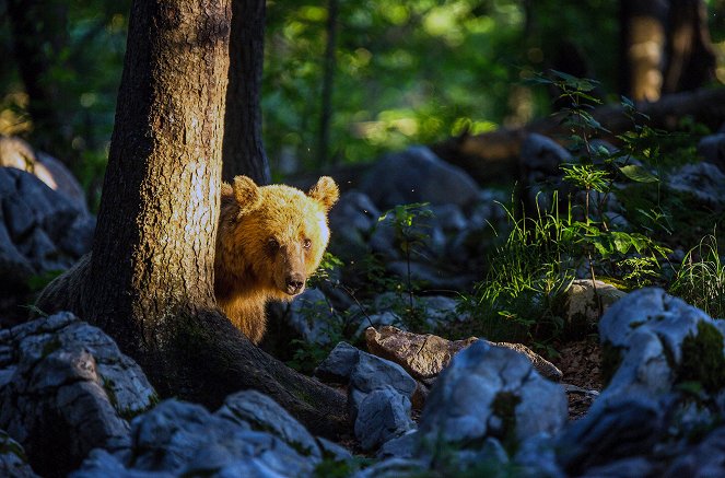 Die Rückkehr der Bären - Filmfotos