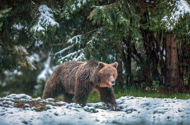 A medvék visszatérése - Filmfotók
