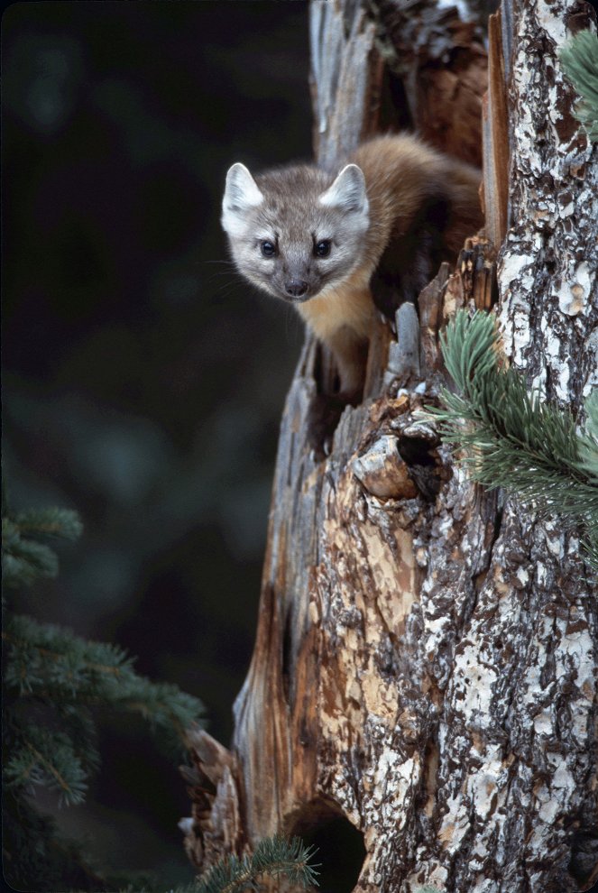 Planet Earth - Seasonal Forests - Photos