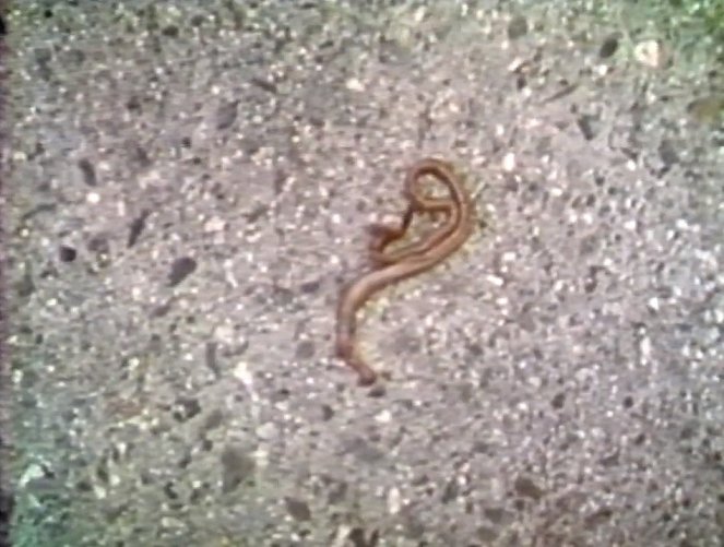 The Worm Turns - Kuvat elokuvasta