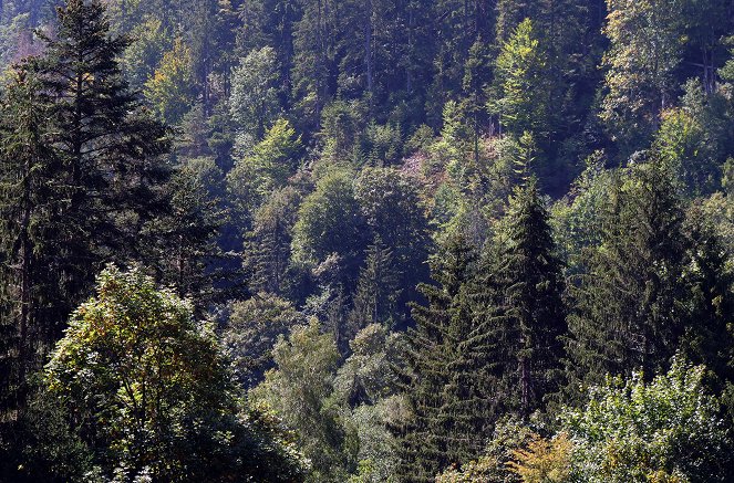 Der Schwarzwald rund ums Jahr - Filmfotos