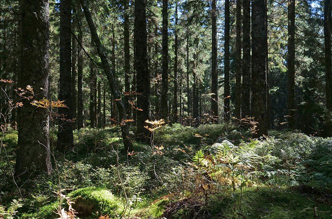 Der Schwarzwald rund ums Jahr - Filmfotos