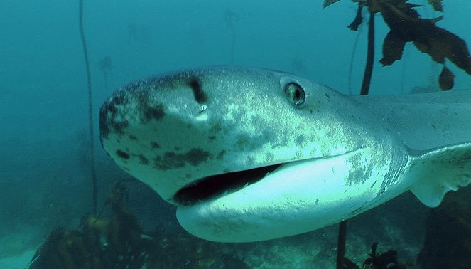 Neues aus der Hai-Society - Photos