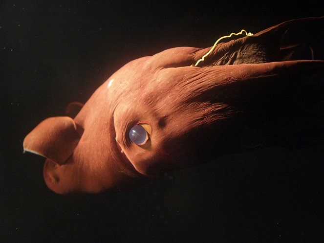 Planeta Tierra - Ocean Deep - De la película