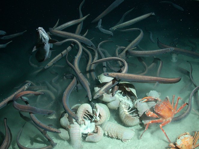 Planeettamme maa - Ocean Deep - Kuvat elokuvasta