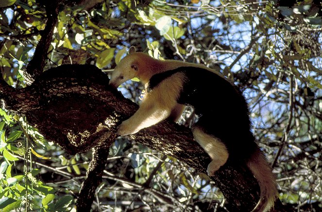 The Life of Mammals - Life in the Trees - Photos