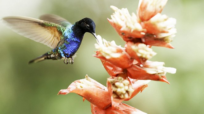 Nature: Super Hummingbirds - Kuvat elokuvasta