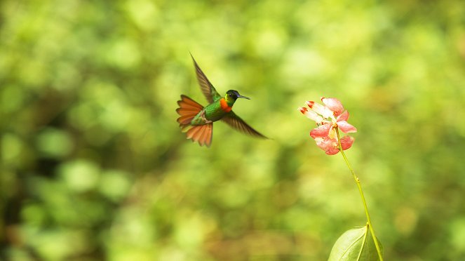 Kostbare Kleinode: Kolibris - Filmfotos