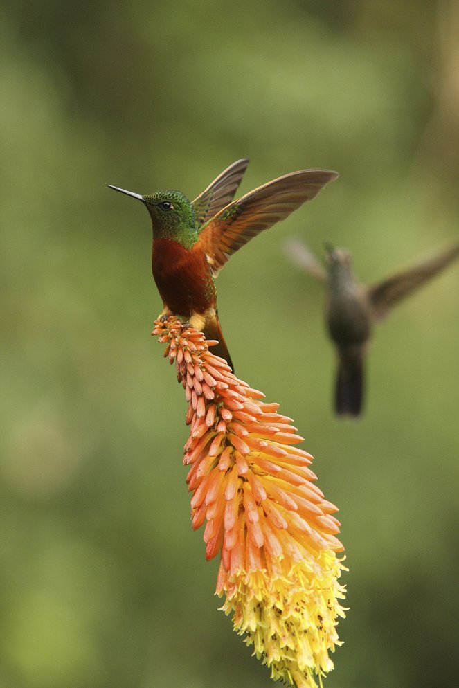 Úžasný kolibřík - Z filmu