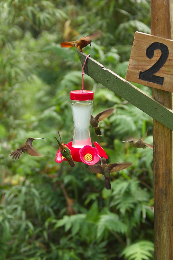 Nature: Super Hummingbirds - Z filmu