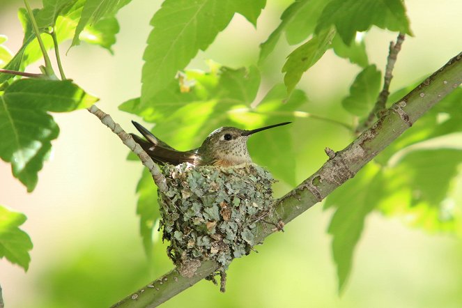 Nature: Super Hummingbirds - Film