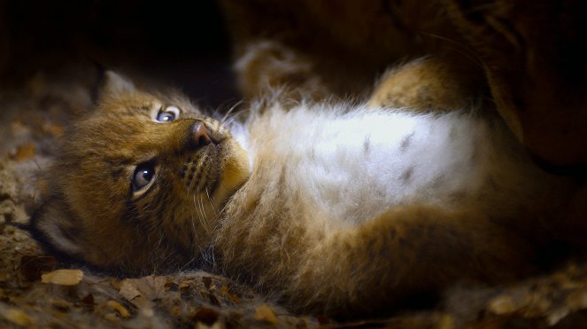 Erlebnis Erde: Geisterkatzen - Do filme