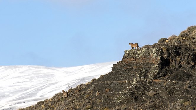 Erlebnis Erde: Geisterkatzen - Filmfotók