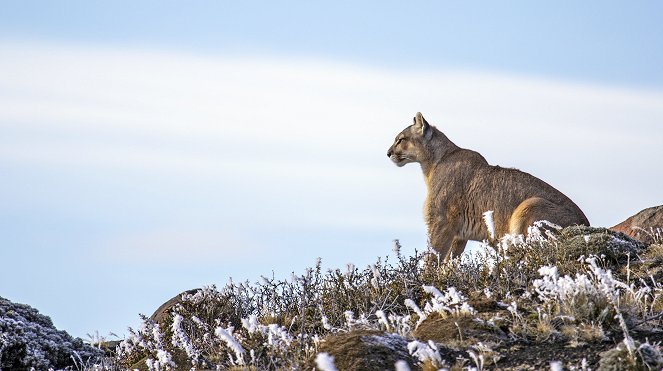 Erlebnis Erde: Geisterkatzen - Filmfotók