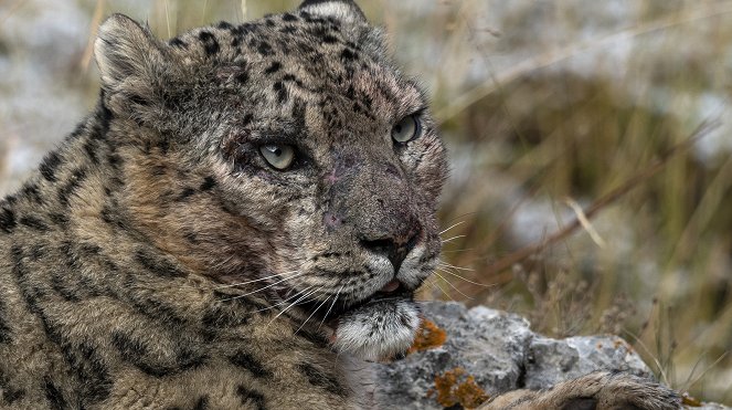 Erlebnis Erde: Geisterkatzen - Z filmu