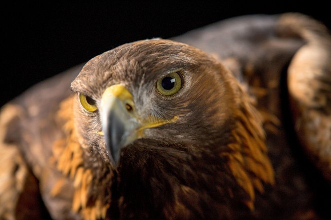 The Natural World - Super Powered Eagles - Kuvat elokuvasta
