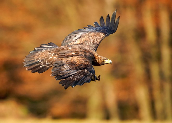 The Natural World - Super Powered Eagles - Photos