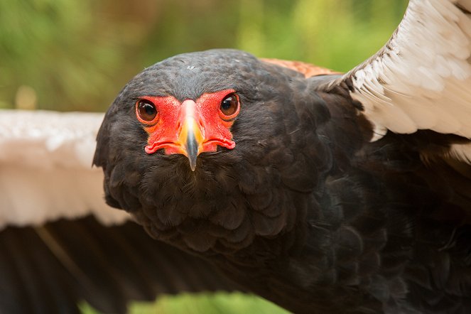 The Natural World - Super Powered Eagles - Photos