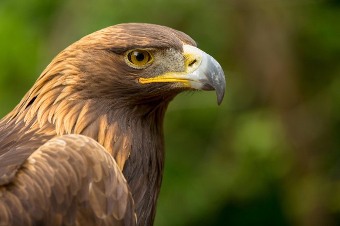 The Natural World - Season 38 - Super Powered Eagles - Van film