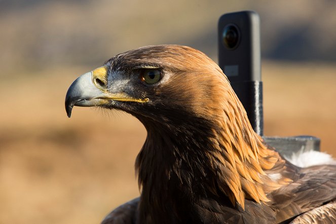 The Natural World - Season 38 - Super Powered Eagles - Photos