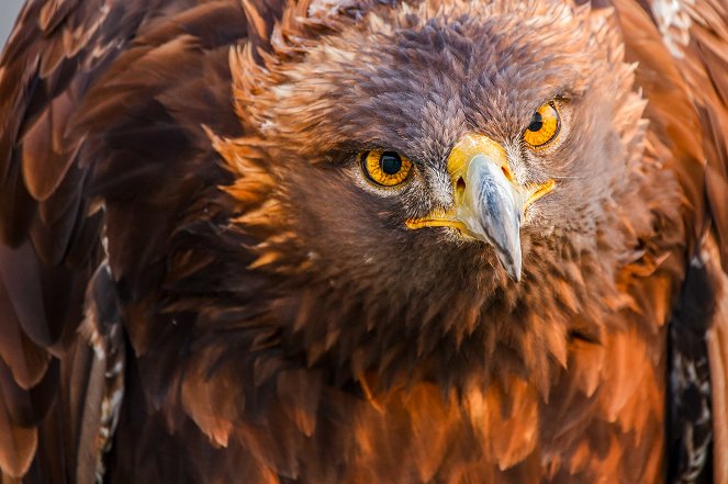 Svět přírody - Super Powered Eagles - Z filmu