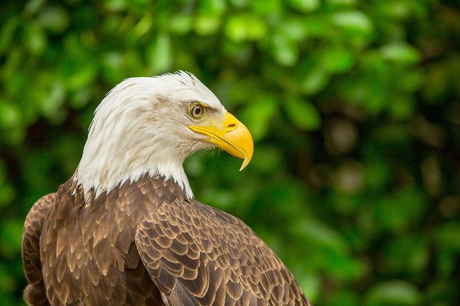 The Natural World - Super Powered Eagles - Photos