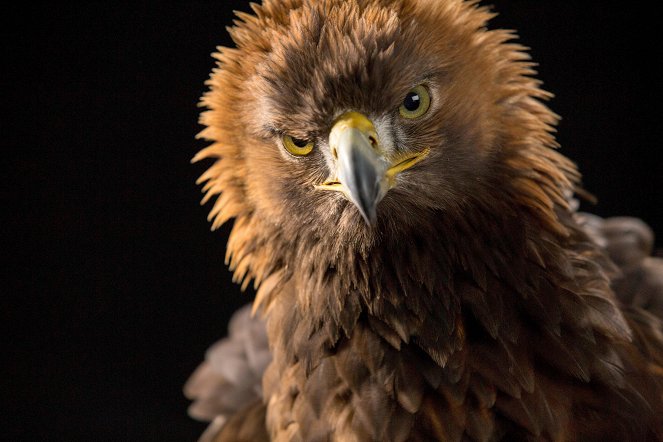 The Natural World - Season 38 - Super Powered Eagles - Z filmu