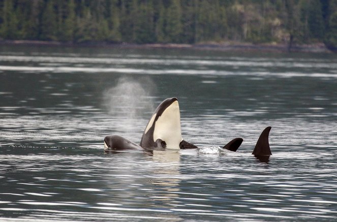 Faszinierende Orcas - Filmfotos