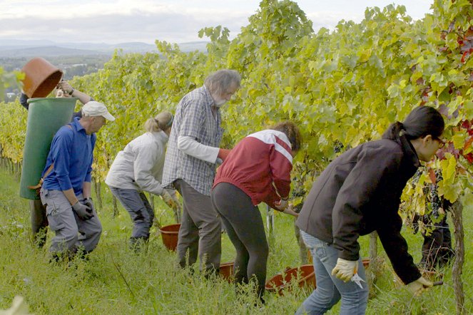 Des vignes et des hommes - Allemagne – La vallée du Rhin - Kuvat elokuvasta