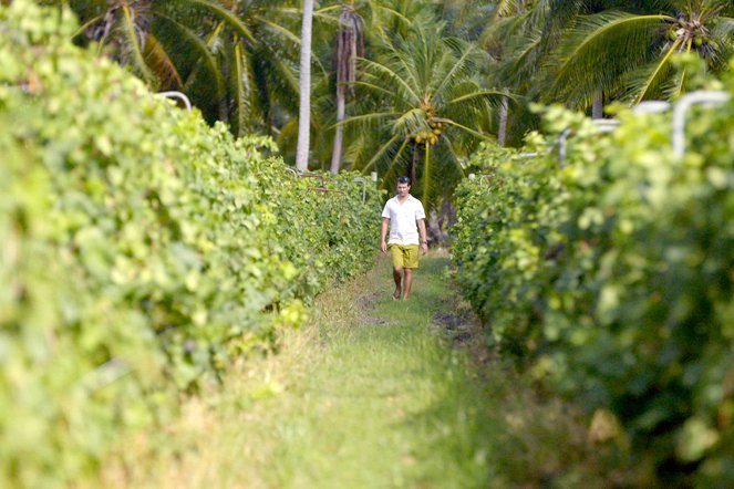 Worldwide Wine Civilizations - Polynésie – Une vigne au milieu du Pacifique - Photos