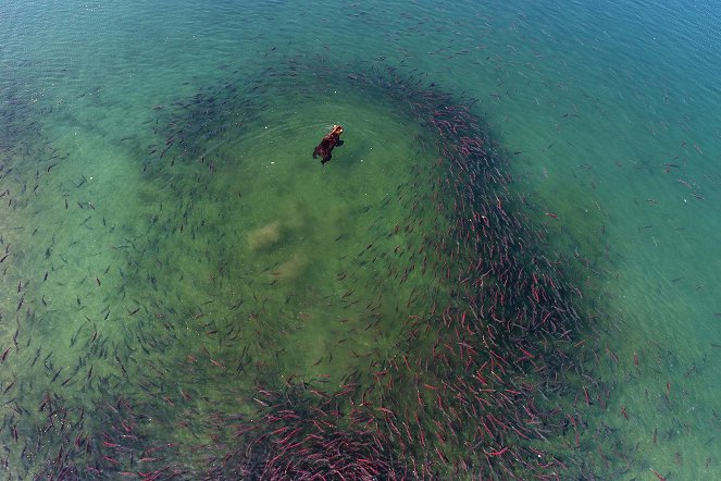 Sockeye Salmon. Red Fish - Photos