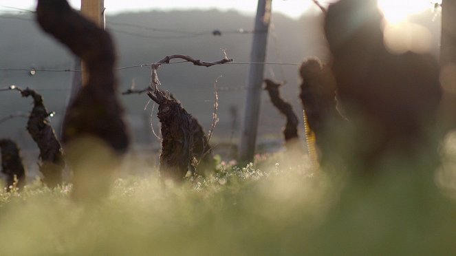 Milovníci vína - Burgundsko - Rulandské modré - Film