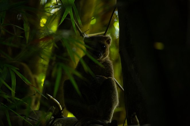 Madagascar: Africa's Galapagos - Van film