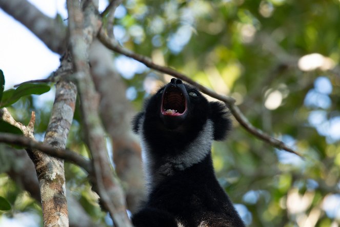 Madagascar: Africa's Galapagos - Filmfotos