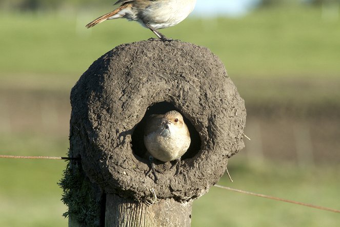 Nature: Animal Homes - The Nest - Photos
