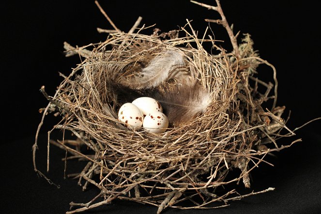 Nature: Animal Homes - The Nest - Do filme